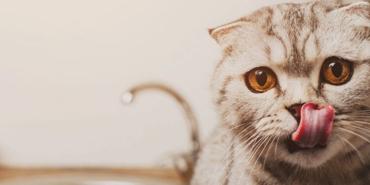 Gato de Schrödinger fica vivo e morto por 23 minutos e cientistas ficam chocados com o resultado