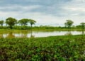 Lugar único no Brasil reúne três ecossistemas e permite imersão completa na biodiversidade