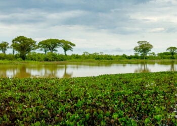 Lugar único no Brasil reúne três ecossistemas e permite imersão completa na biodiversidade