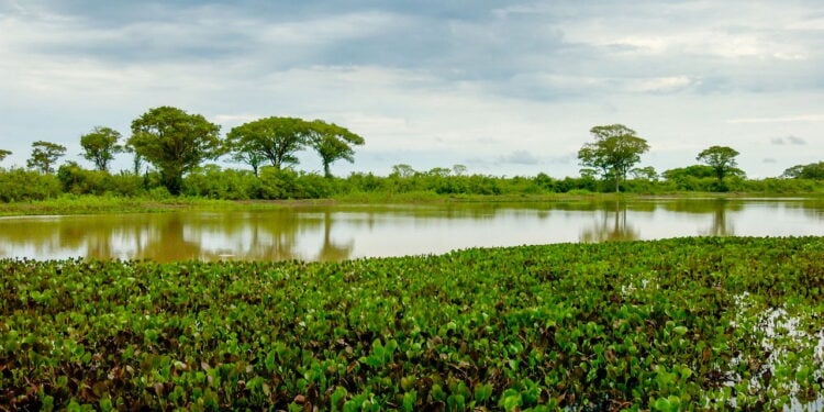 Lugar único no Brasil reúne três ecossistemas e permite imersão completa na biodiversidade