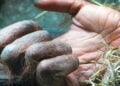 Primata que pesava menos que um gato doméstico revoluciona a paleontologia