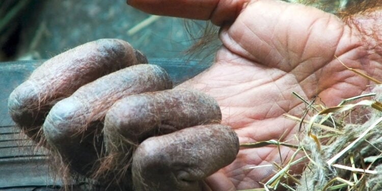 Primata que pesava menos que um gato doméstico revoluciona a paleontologia