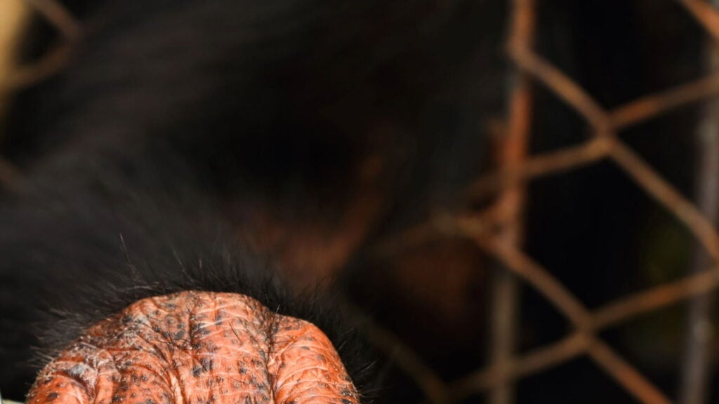 Primata que pesava menos que um gato doméstico revoluciona a paleontologia