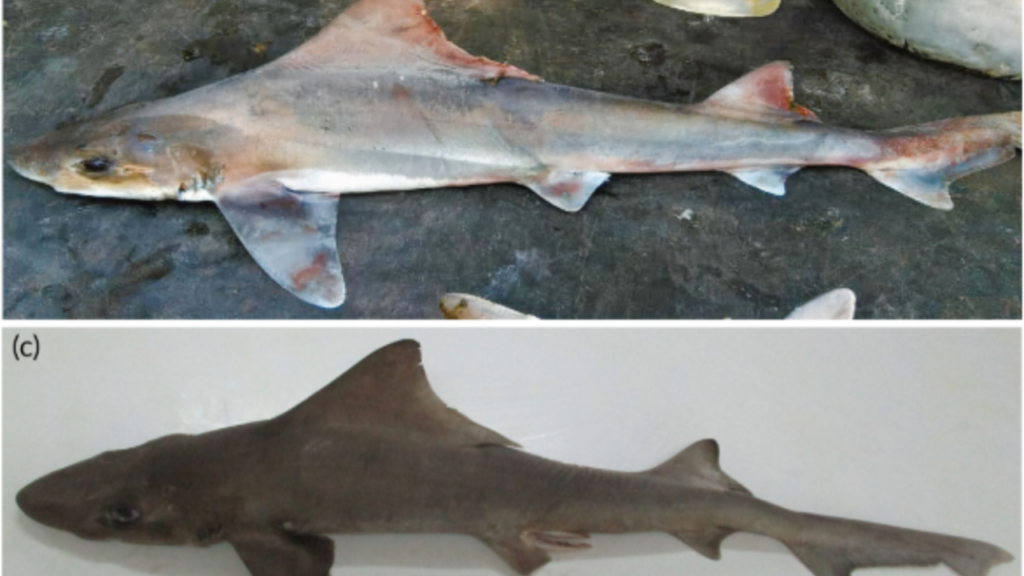 Achava-se que a espécie estava extinta, mas um animal extremamente raro reapareceu depois de não ser visto por mais de 50 anos